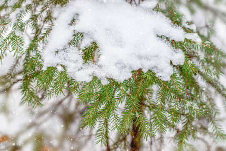 A fir branch in the snow. Winter in the forest. Outdoor background.