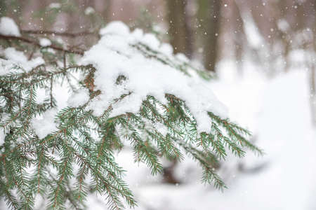 A fir branch in the snow. Winter in the forest. Outdoor background.