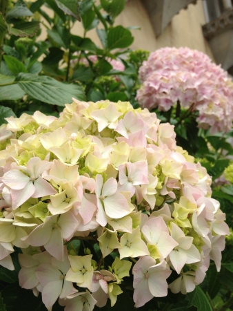 Wonderful bouquetの素材