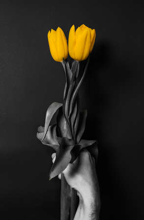 three yellow tulips in hand black and white photoの写真素材