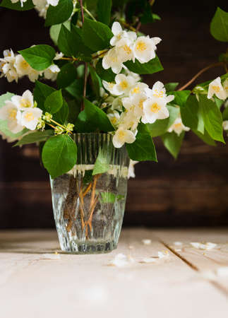 branch of blooming jasmine in a transparent vaseの写真素材