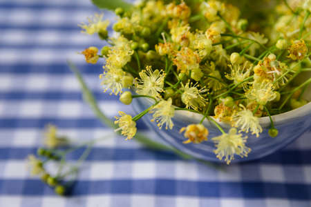fresh linden tree flowers lie on a checkered towelの写真素材