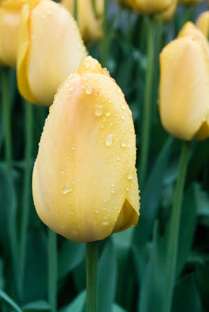 Spring background with beautiful yellow tulipsの写真素材