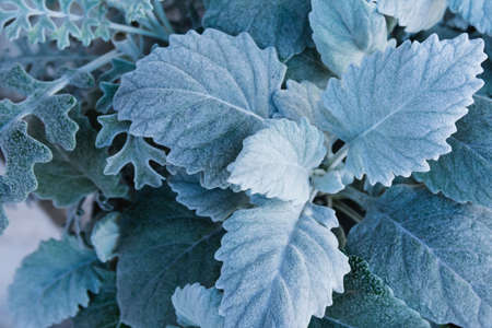 Gray fluffy leaves of Centaurea cineraria close-up. Natural vegetable texture, backgroundの写真素材