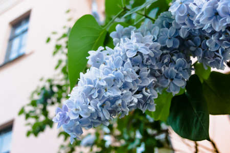Flowering branch of blue lilac against the background of windows of an old house. Open space for...
