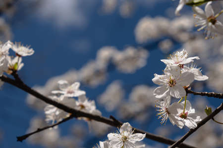 Apricot branch with white flowers on a bright sunny day on a blue sky sleep. Selective focus. Floral...