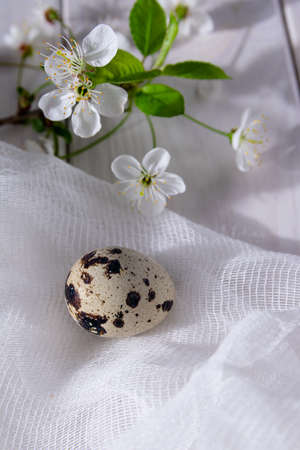 One quail egg and a flowering branch of cherry closeup on a white cloth background. Festive Easter card.の写真素材