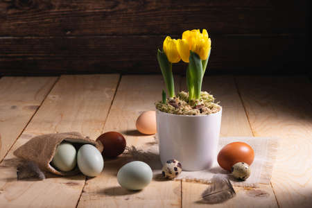 Yellow dwarf tulips in a pot and multi-colored chicken eggs on a wooden background. Easter cardの写真素材