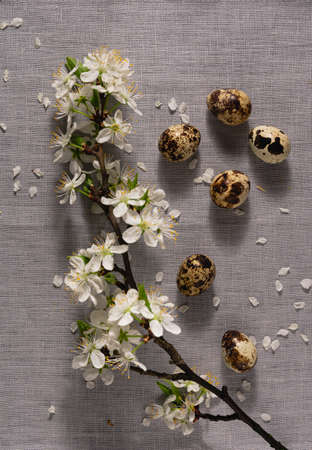 Spring Easter background with a branch of blossoming cherry and organic quail eggs lie on a natural gray fabricの写真素材