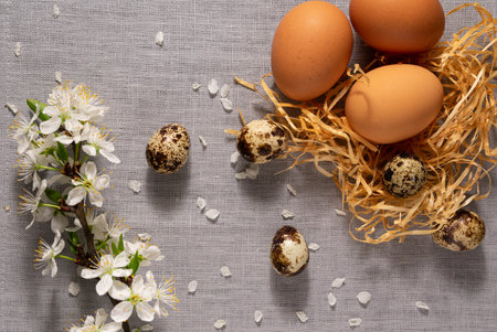 Quail and chicken eggs in a nest made of hay and a blossoming cherry branch against a background of gray fabric.の写真素材