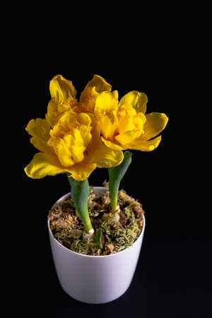 Yellow dwarf tulips grow in a pot on a dark background.の写真素材