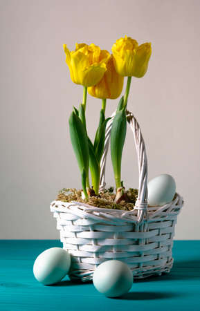 Bright yellow tulips in a white basket and Easter eggs on a turquoise background.の写真素材