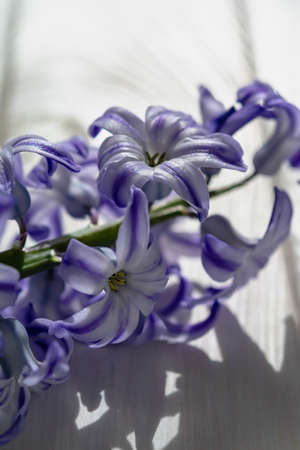Lilac hyacinth flower in the rays of the bright midday sun on a light background. Selective focusの写真素材