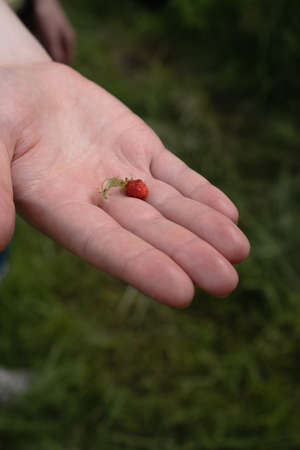 A small berry of wild strawberry lies on a large male palm. Organic eco products from the forest. Picking berriesの写真素材