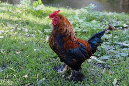 Beautiful bright red domestic rooster on green grass. Free-range poultry. Eco-friendly agriculture concept.の写真素材