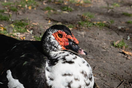 Portrait of a muscovy drake outdoors on a sunny day. Free-range sustainable livestock concept.の写真素材