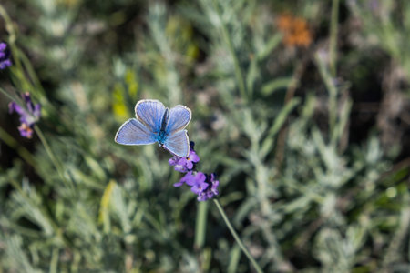 Small blue butterfly with spread wings in natural habitat on a sunny day. Horizontal frame.の写真素材