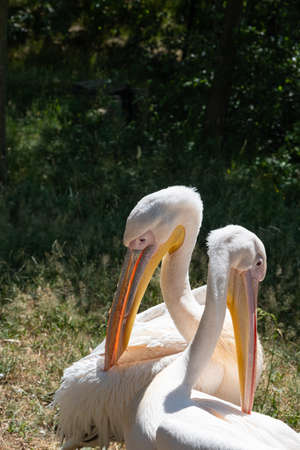 Two pink pelicans close-up in the zoological garden on a summer day. Pelecanus onocrotalus.の写真素材