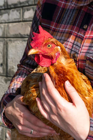 A brown chicken in the hands of a farmer. The concept of organic poultry farming. Rural life.の写真素材