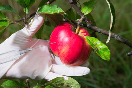 A gloved hand holds syringes near a red apple on a tree. GMO. Plant growth enhancers. chemicals. Genetic Engineering.の写真素材