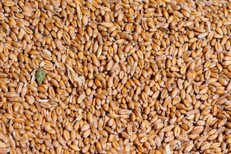 Background ripe wheat grains after harvest. Food agricultural culture.の写真素材
