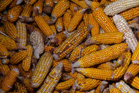 Harvested harvest of mature yellow corn cobs. The concept of organic farming. Growing grain without GMOs, pesticidesの写真素材