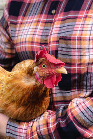 Brown chicken in the hands of a farmer. The concept of alternative free-range poultry farming.の写真素材