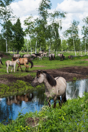 Wild tarpan horses in their natural habitat on a summer day. Herd of horses in the pasture.の写真素材