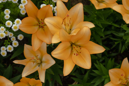 Bright yellow lilies and white daisies top view. Floral card, wallpaper, background.の写真素材