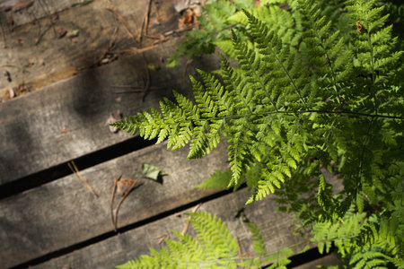 Fresh green fern leaf on the background of an old tree on a summer sunny day. Copy space for your text. Postcard.の写真素材