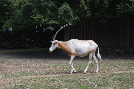 Saharan oryx in an outdoor zoo on a summer day. Side view. Breeding saber-horned oryx in captivity.の写真素材