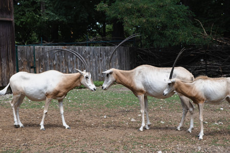 A group of Saharan oryx outdoors at the zoo on a summer day. Side view. Breeding saber-horned oryx in captivity.の写真素材