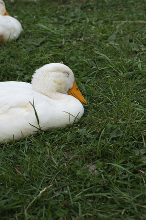White domestic Peking duck sleeps on a summer day sitting on the grass.の写真素材