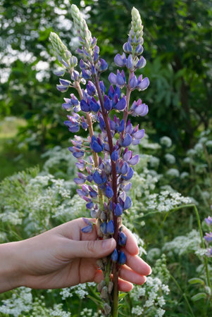 Bouquet of wild flowers lupins in hand overlooking the forest. The concept of travel and harmony of man with nature.の写真素材