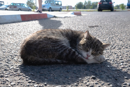 A lone stray cat sleeps on the pavement at a gas station. A sad picture of homeless animals.の写真素材