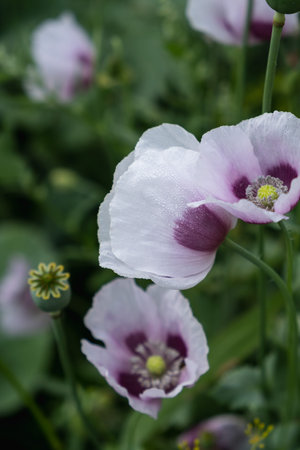 Fragile white poppy flowers close-up. Medical and food product.の写真素材
