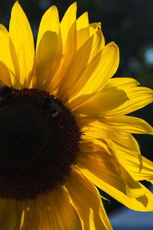 Close up part of a yellow sunflower in full bloom on a sunny day. Melliferous and ornamental plant.の写真素材