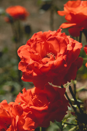 Red rose close-up on a sunny day outdoors. Autumn roses. Floral card.の写真素材