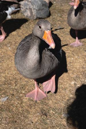 One gray goose grazes on the grass in a village yard in search of food. Poultry concept.の写真素材