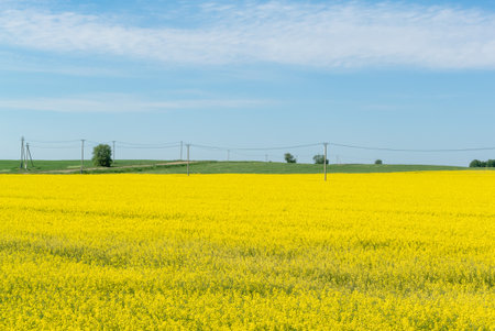 Yellow rapeseed field and blue sky on a sunny day. Colors of the Ukrainian flag.の写真素材