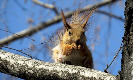 Fluffy squirrel sits on a tree and gnaws a nut under the bright sunlight