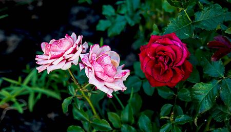Two bright pink and white rose and red rose on a background of luscious greeneryの写真素材