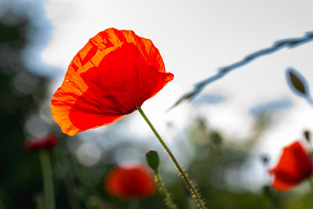Red poppies in the fieldの写真素材