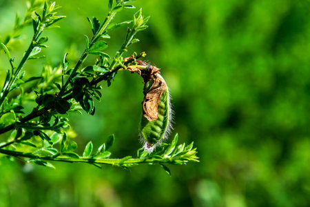 Macro shot of seed pods on a green bush in spring.の写真素材