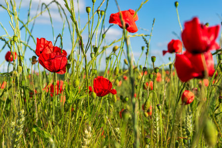 Poppies and wheat texture Red poppies growing among green wheat spikes. Natural macro for use in design projects.の写真素材
