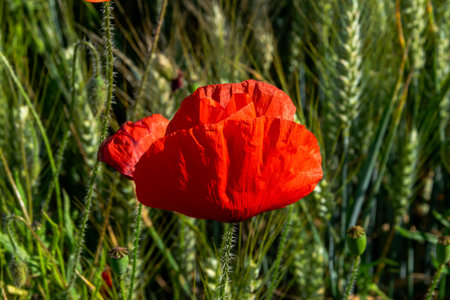 Red poppies growing among green wheat spikes. Natural macro for use in design projects.の写真素材