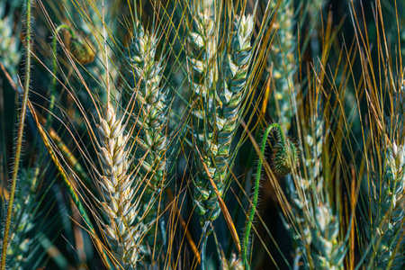 Macro photo of golden wheat in natural light. Ideal for organic, farming, or nature-themed content.の写真素材