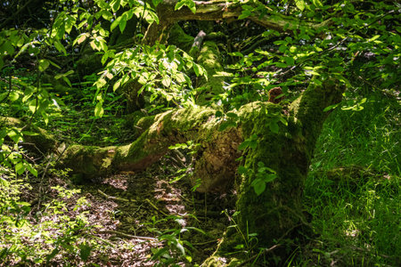 Old tree in the forest with green leaves and moss on it.の写真素材