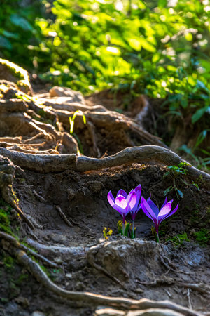 Wild crocuses blooming among forest rootsの写真素材