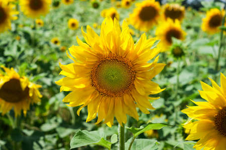Beautiful landscape with sunflower field over cloudy blue sky and bright sun lights close upの写真素材